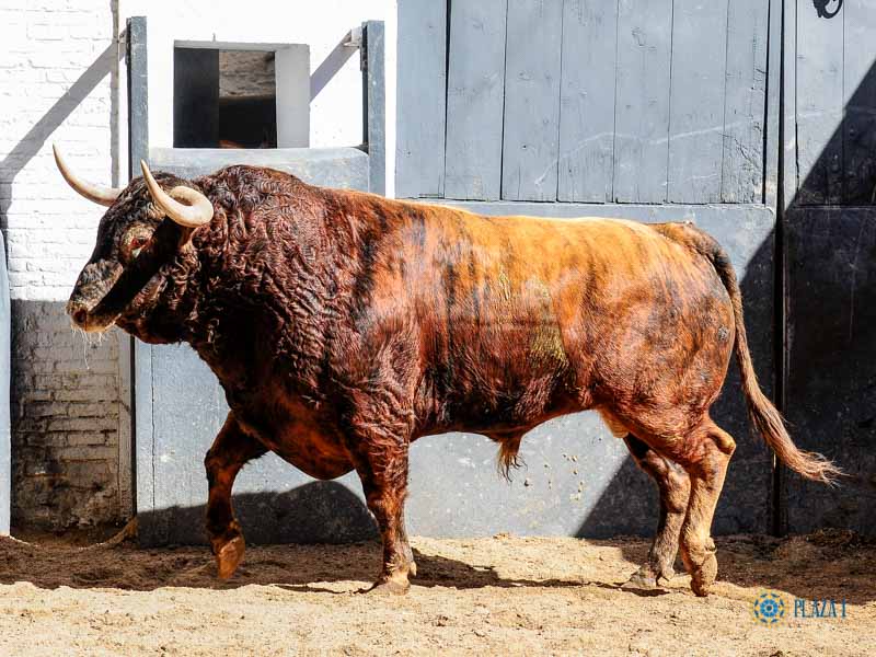 Sorteo, Madrid 18 de mayo de 2019