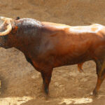 Sorteo. Sevilla, 19 de mayo de 2019