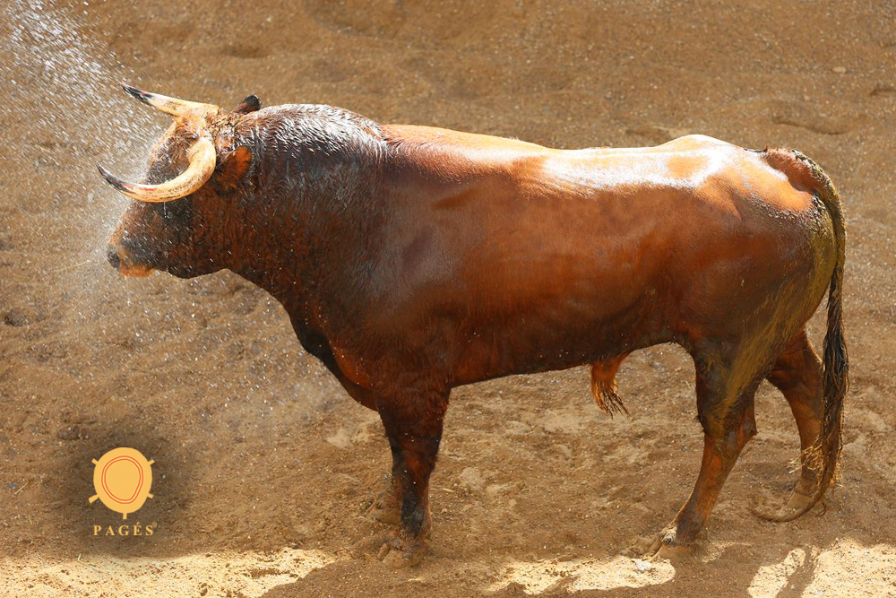 Sorteo. Sevilla, 19 de mayo de 2019