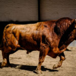 Sorteo. Madrid, sábado 25 de mayo de 2019