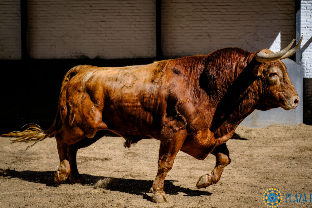 Sorteo. Madrid, sábado 25 de mayo de 2019