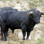 Toros de Santiago Domecq para la Feria de Abril 2019