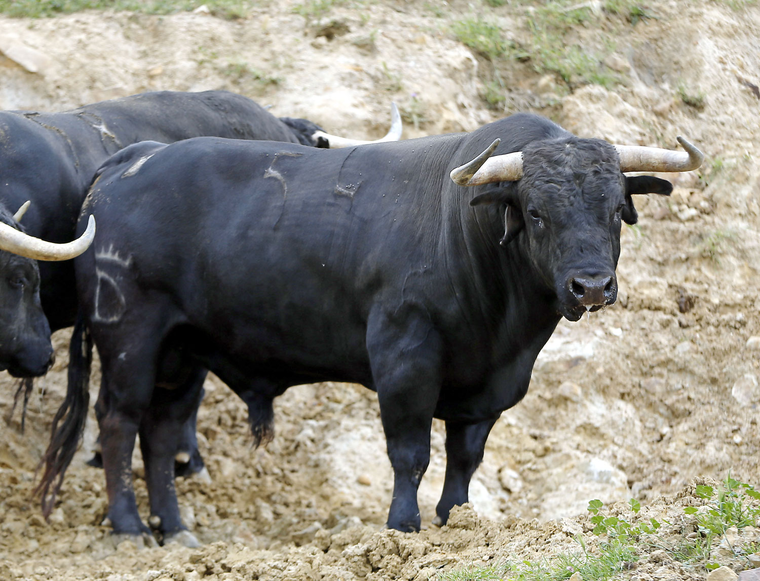 Toros de Santiago Domecq para la Feria de Abril 2019