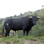 Toros de Santiago Domecq para la Feria de Abril 2019