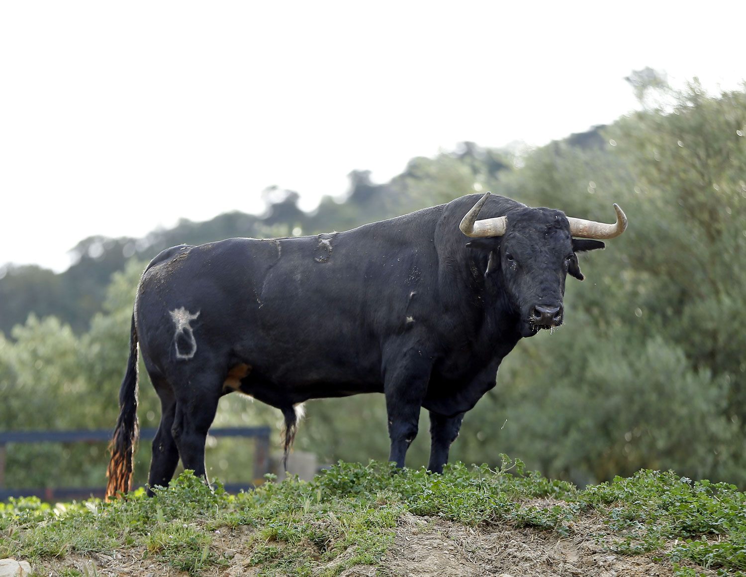 Toros de Santiago Domecq para la Feria de Abril 2019