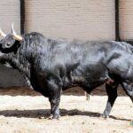 Sorteo, Madrid 18 de mayo de 2019