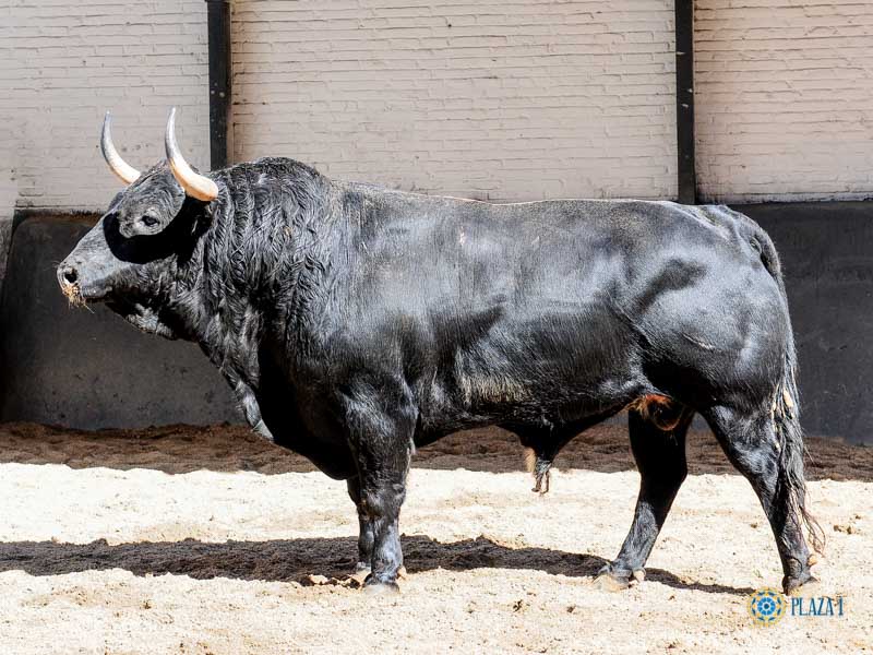 Sorteo, Madrid 18 de mayo de 2019