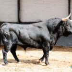 Toros de Jandilla y Vegahermosa para el 23 de mayo de 2019 en Madrid
