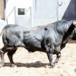 Sorteo, Madrid 19 de mayo de 2019