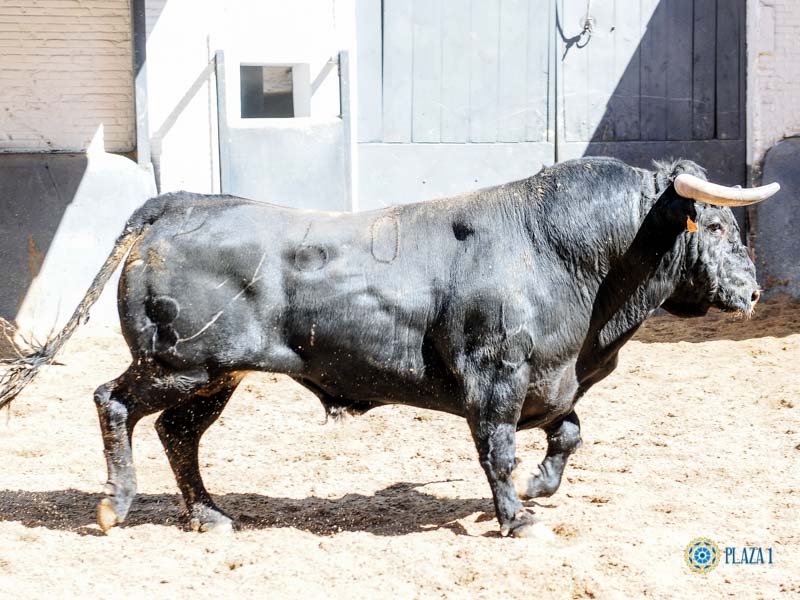 Sorteo, Madrid 19 de mayo de 2019