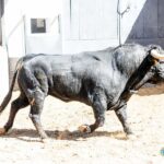 Sorteo, Madrid 19 de mayo de 2019