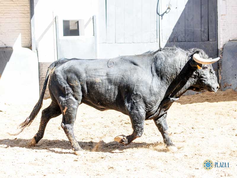 Sorteo, Madrid 19 de mayo de 2019