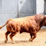Toros de Jandilla y Vegahermosa para el 23 de mayo de 2019 en Madrid