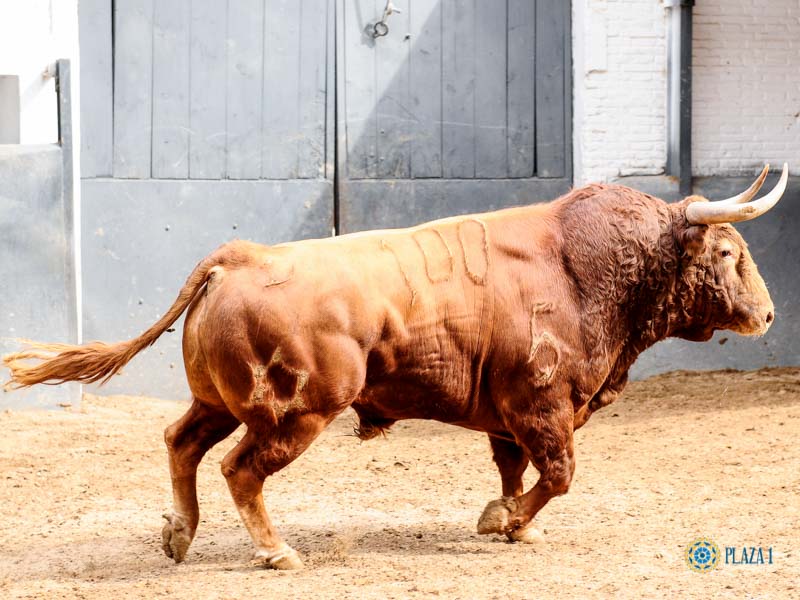 Toros de Jandilla y Vegahermosa para el 23 de mayo de 2019 en Madrid
