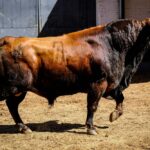 Sorteo. Madrid, sábado 25 de mayo de 2019