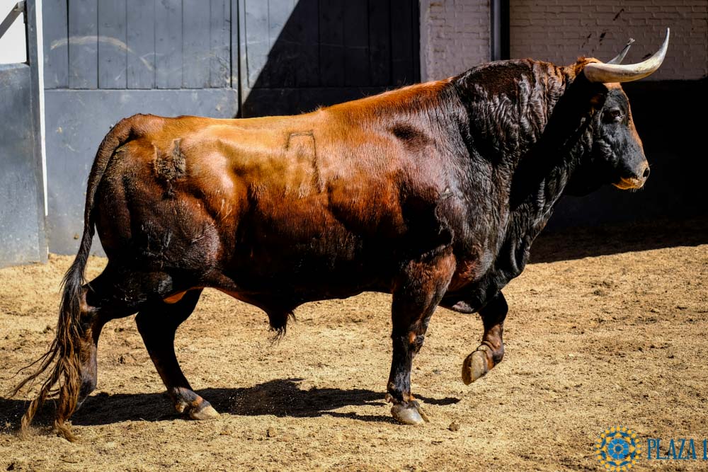 Sorteo. Madrid, sábado 25 de mayo de 2019