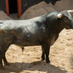 Sorteo. Sevilla, viernes 3 de mayo de 2019. Toros de Victorino Martín