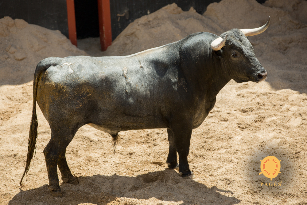 Sorteo. Sevilla, viernes 3 de mayo de 2019. Toros de Victorino Martín