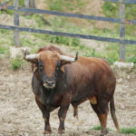 Toros de Santiago Domecq para la Feria de Abril 2019