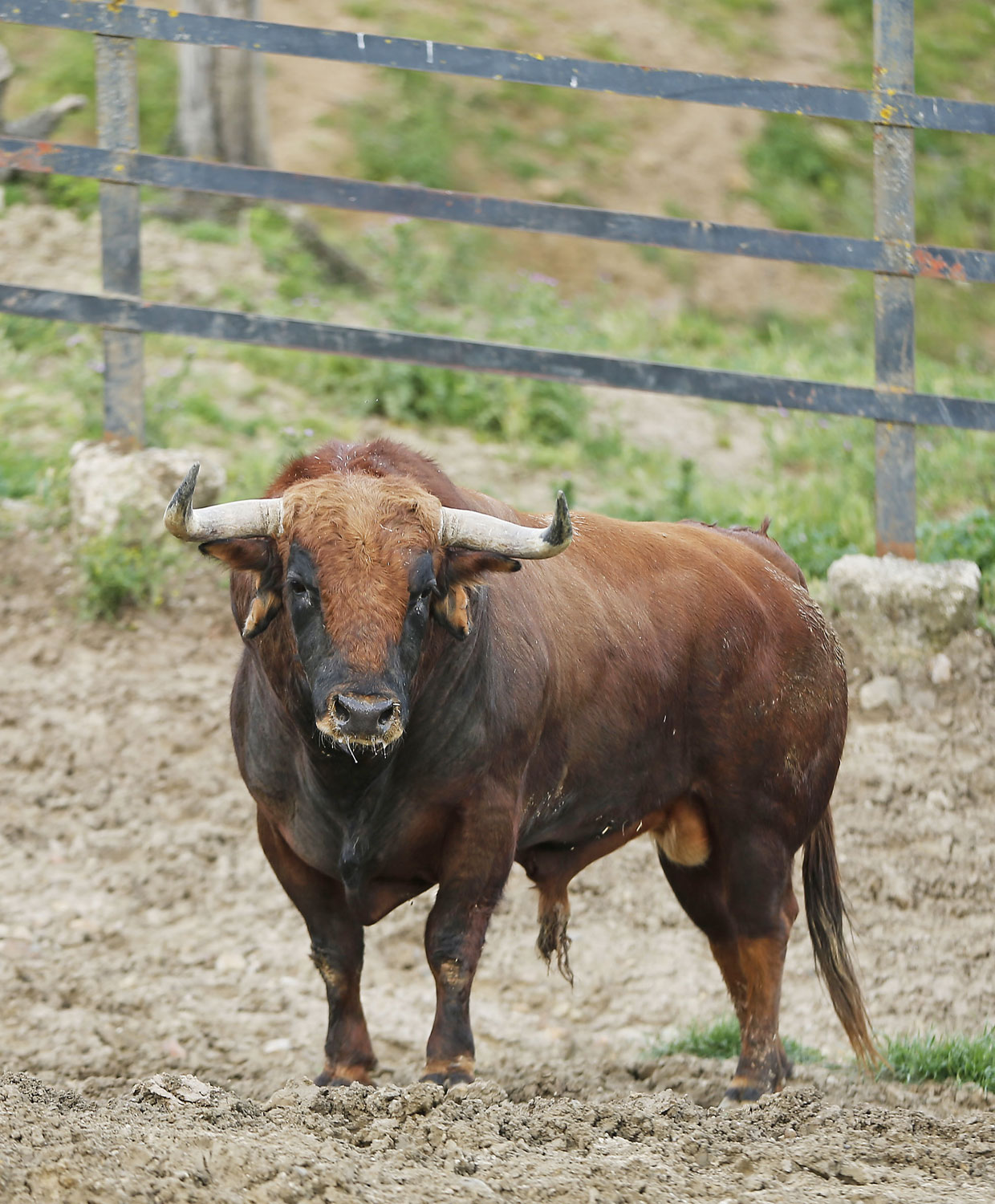 Toros de Santiago Domecq para la Feria de Abril 2019