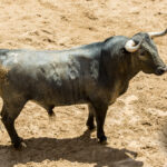 Sorteo. Sevilla, viernes 3 de mayo de 2019. Toros de Victorino Martín