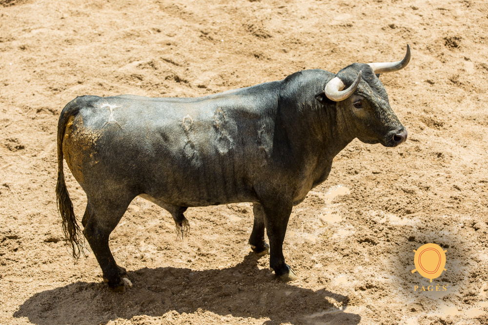 Sorteo. Sevilla, viernes 3 de mayo de 2019. Toros de Victorino Martín