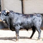 Toros de El Pilar para Madrid. 21 de mayo de 2019