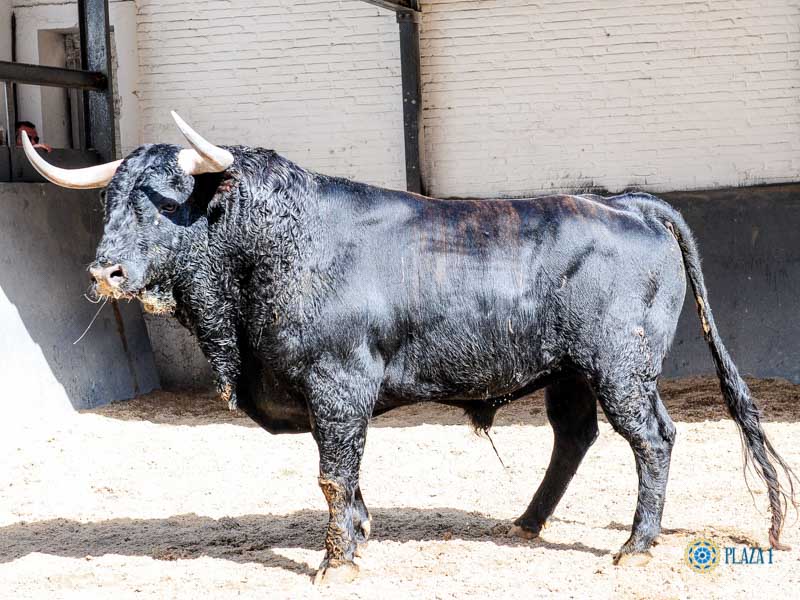 Toros de El Pilar para Madrid. 21 de mayo de 2019