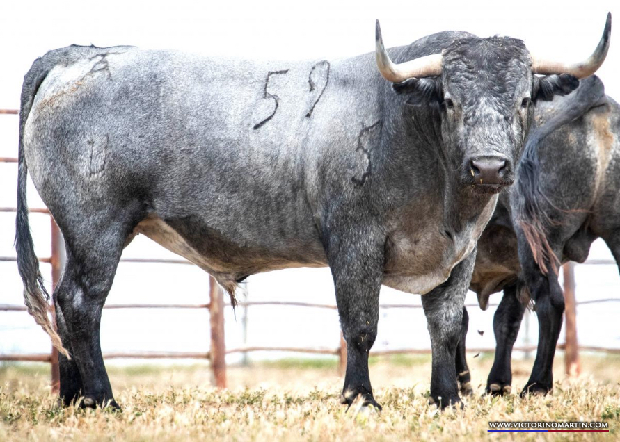 BOLSIQUERO  Nº 59 • G 2015