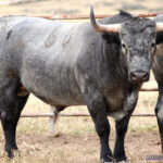 DIRECTOR  Nº 66 • G 2015