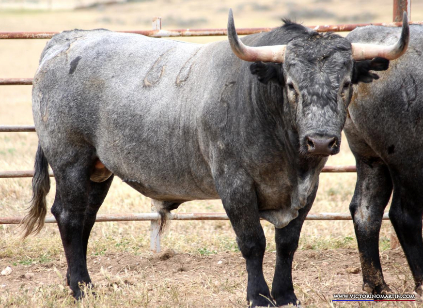 DIRECTOR  Nº 66 • G 2015