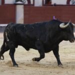 Madrid, 17 de mayo de 2019