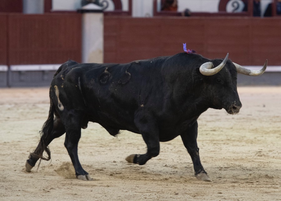 Madrid, 17 de mayo de 2019