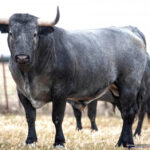 MILHIJAS  Nº 92 • G 2015