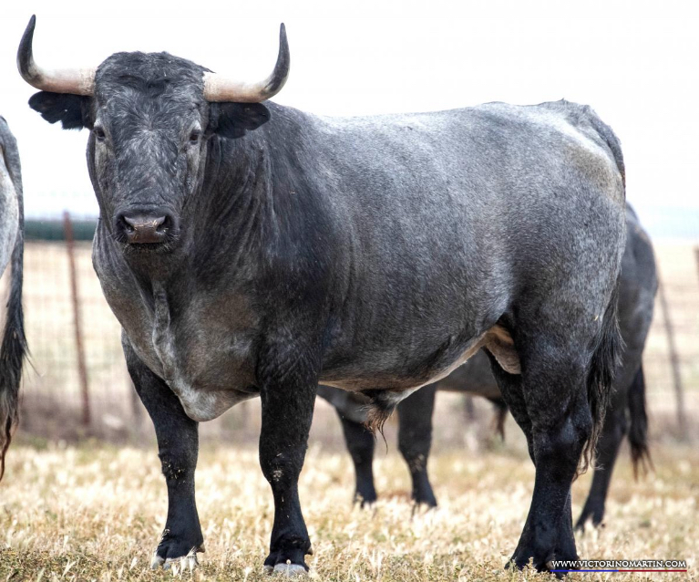 MILHIJAS  Nº 92 • G 2015