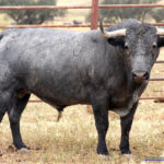 MINGANO  Nº 78 • G 2014