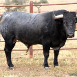 BOCHORNOSO  Nº 16 • G 2015