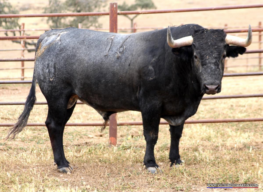 BOCHORNOSO  Nº 16 • G 2015