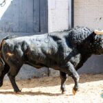 Toros de El Pilar para Madrid. 21 de mayo de 2019