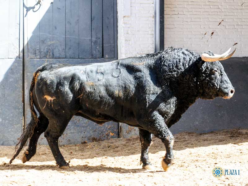 Toros de El Pilar para Madrid. 21 de mayo de 2019