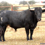 COLOMBIANO  Nº 11 • G 2015