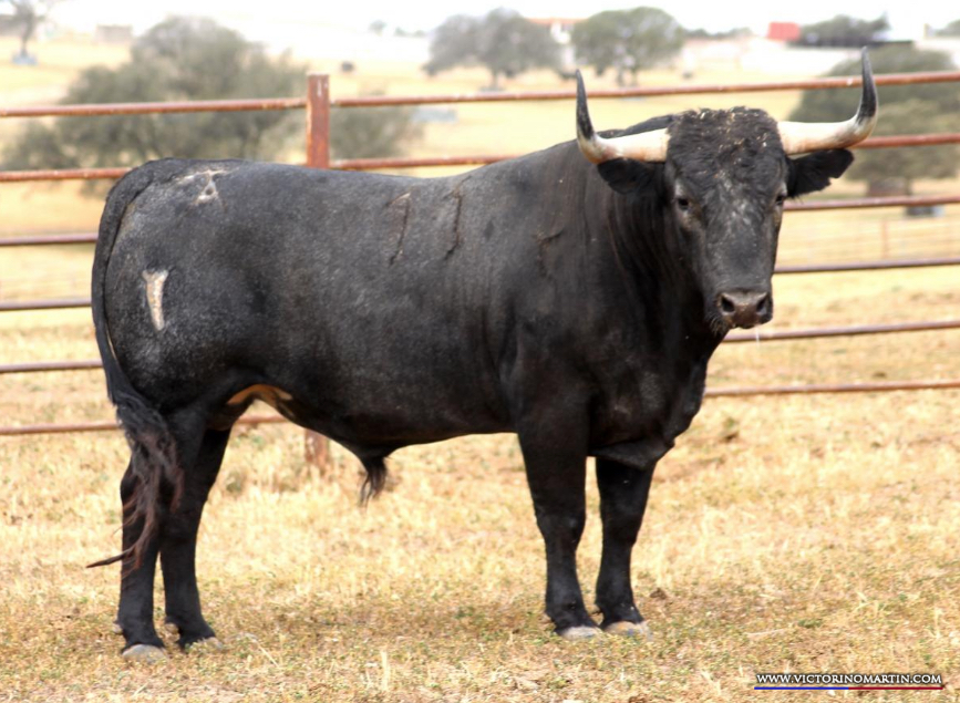 COLOMBIANO  Nº 11 • G 2015