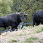 Toros de Santiago Domecq para la Feria de Abril 2019