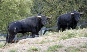 Toros de Santiago Domecq para la Feria de Abril 2019