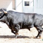 Sorteo, Madrid 18 de mayo de 2019