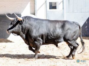 Sorteo, Madrid 18 de mayo de 2019