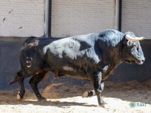 Sorteo, Madrid 19 de mayo de 2019