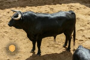 Sorteo. Sevilla, 19 de mayo de 2019