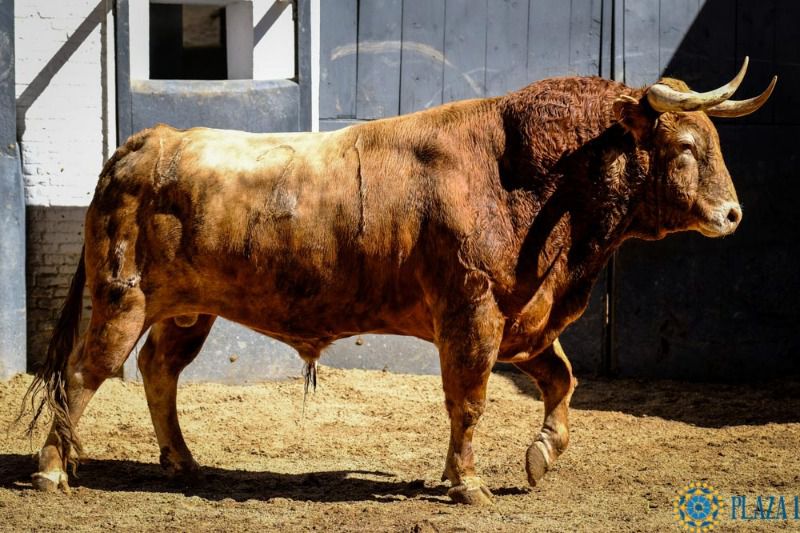 Seis de Pedraza de Yeltes para la 12ª de feria