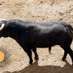 Novillos de Soto de la Fuente para el 13 de junio en Sevilla.